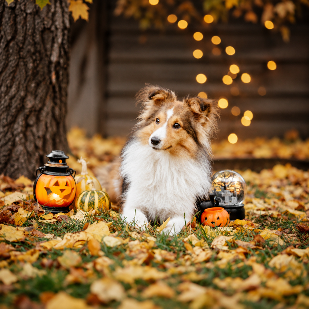 Halloween - HondOnline