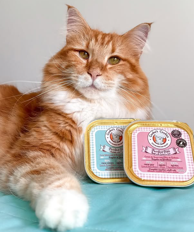 Kattenvoeding
