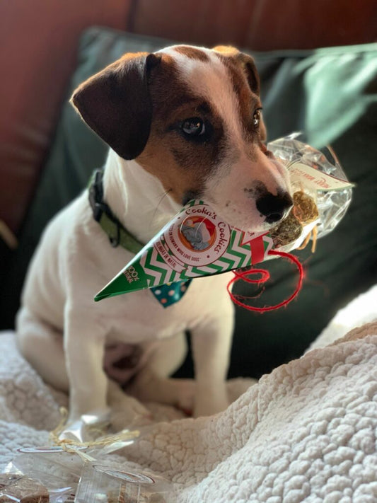 Woofmas balls (kip en tonijn beijinhos)