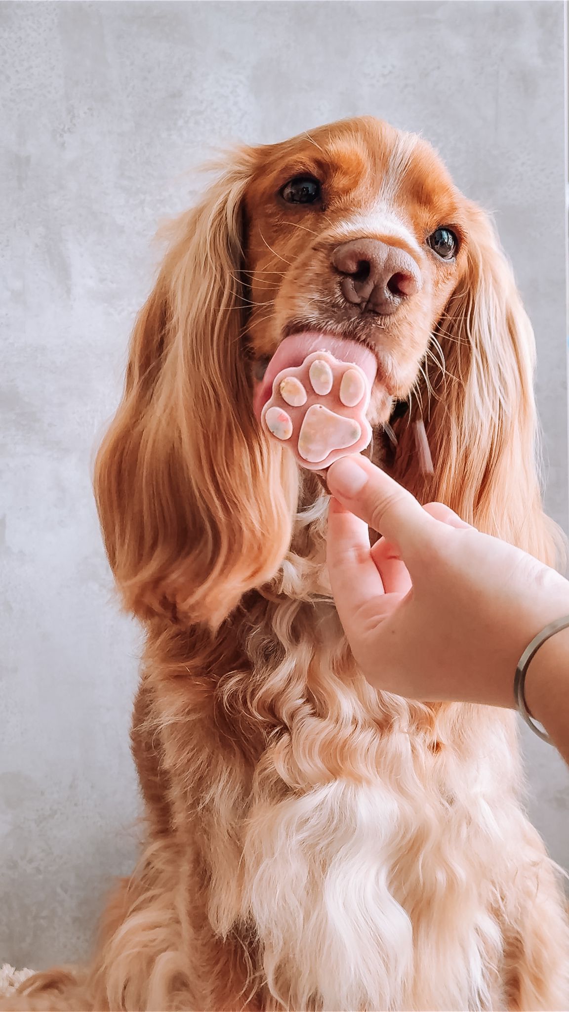 IJsplezier voor honden -starterskit: 2 x  ijsjesmix + 2 silicone vormpjes roze/blauw