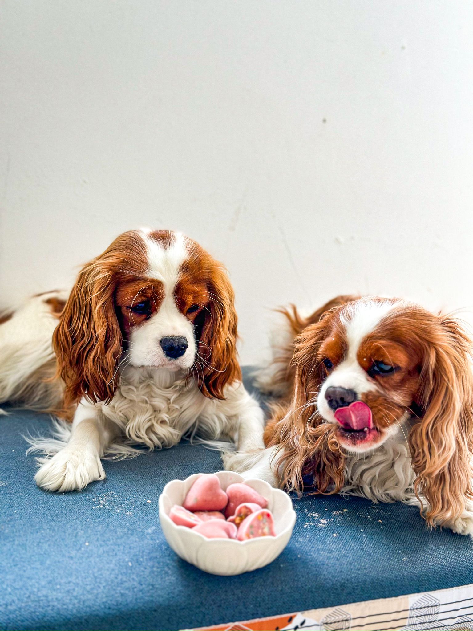 IJsplezier voor honden -starterskit: 2 x  ijsjesmix + 2 silicone vormpjes roze/blauw