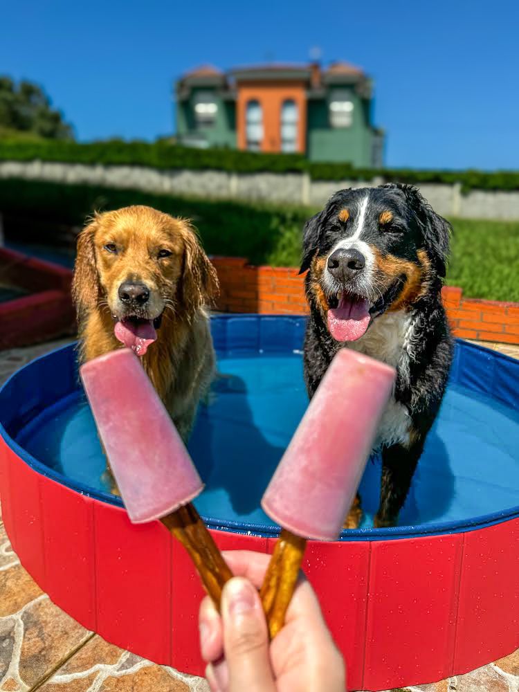 IJsplezier voor honden -starterskit: 2 x  ijsjesmix + 2 silicone vormpjes roze/blauw