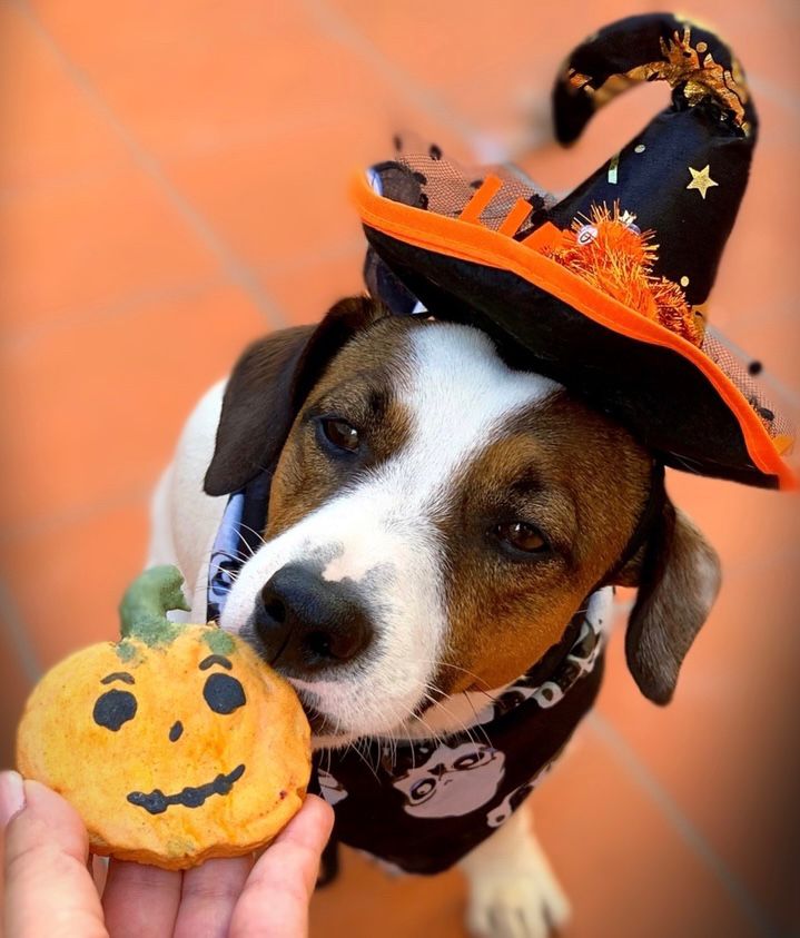 Halloween Spooky box