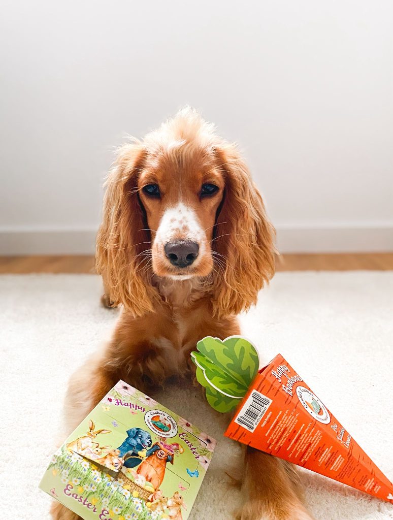 Paaseierenjacht - Paas aftelkalender voor honden