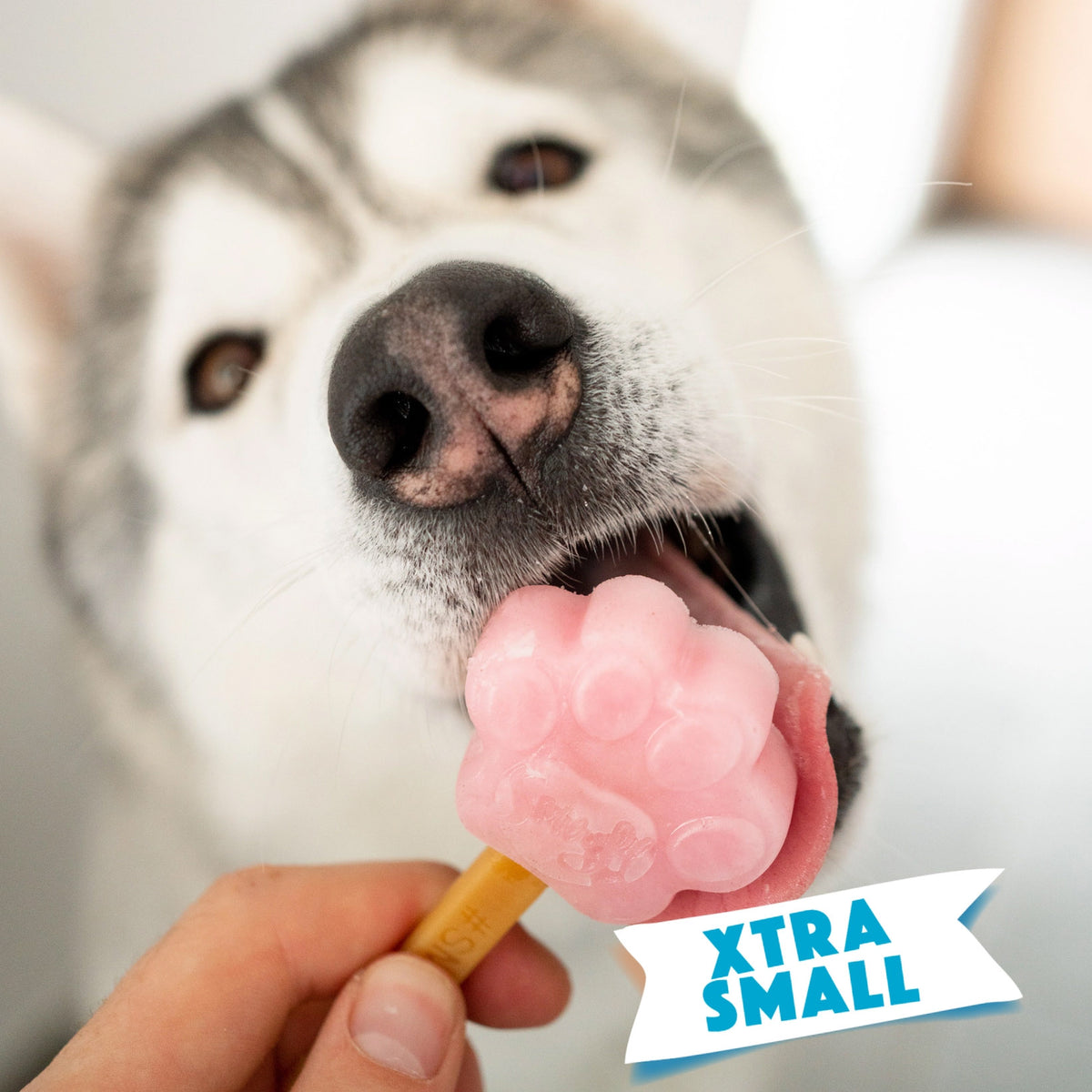 Smoofl Moule à glace en silicone en forme de patte pour chiens < 5 kg – taille extra petite (bleu clair)