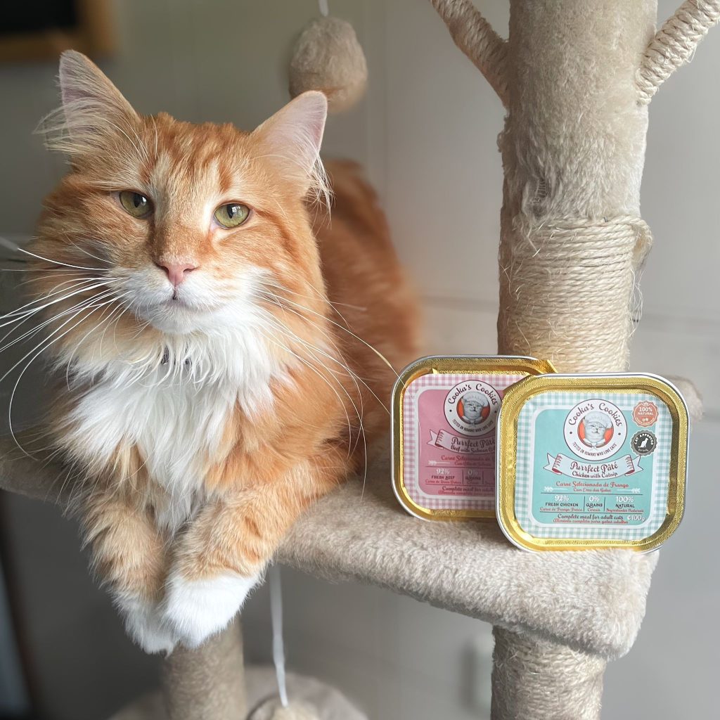 Beef Pâté voor katten - met pompoen, zalmolie en groenlipmossel - natuurlijk natvoer