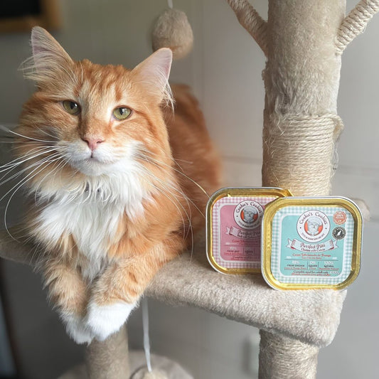 Beef Pâté voor katten - met pompoen, zalmolie en groenlipmossel - natuurlijk natvoer