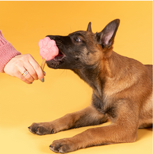 Smoofl Starterskit voor puppy-ijsjes