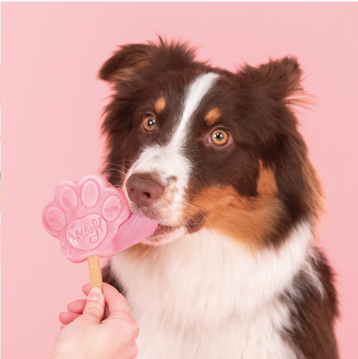 Smoofl Glace pour chiens Saveur pastèque 160 g – Préparation rafraîchissante pour glace pour chiens