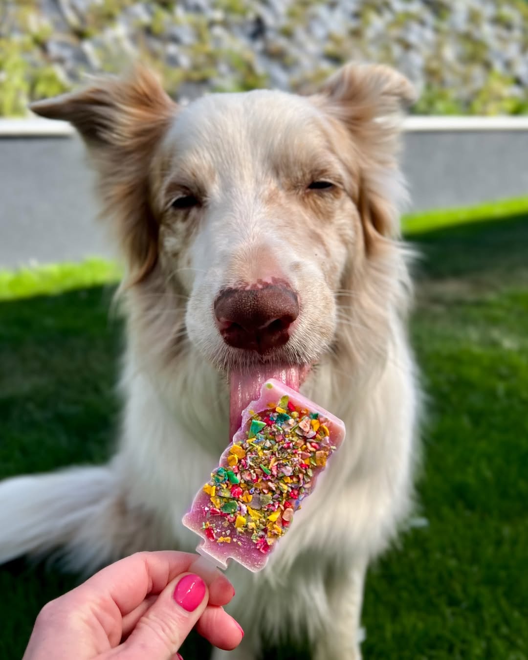 IJsplezier voor honden -starterskit: 2 x  ijsjesmix + 2 silicone vormpjes roze/blauw