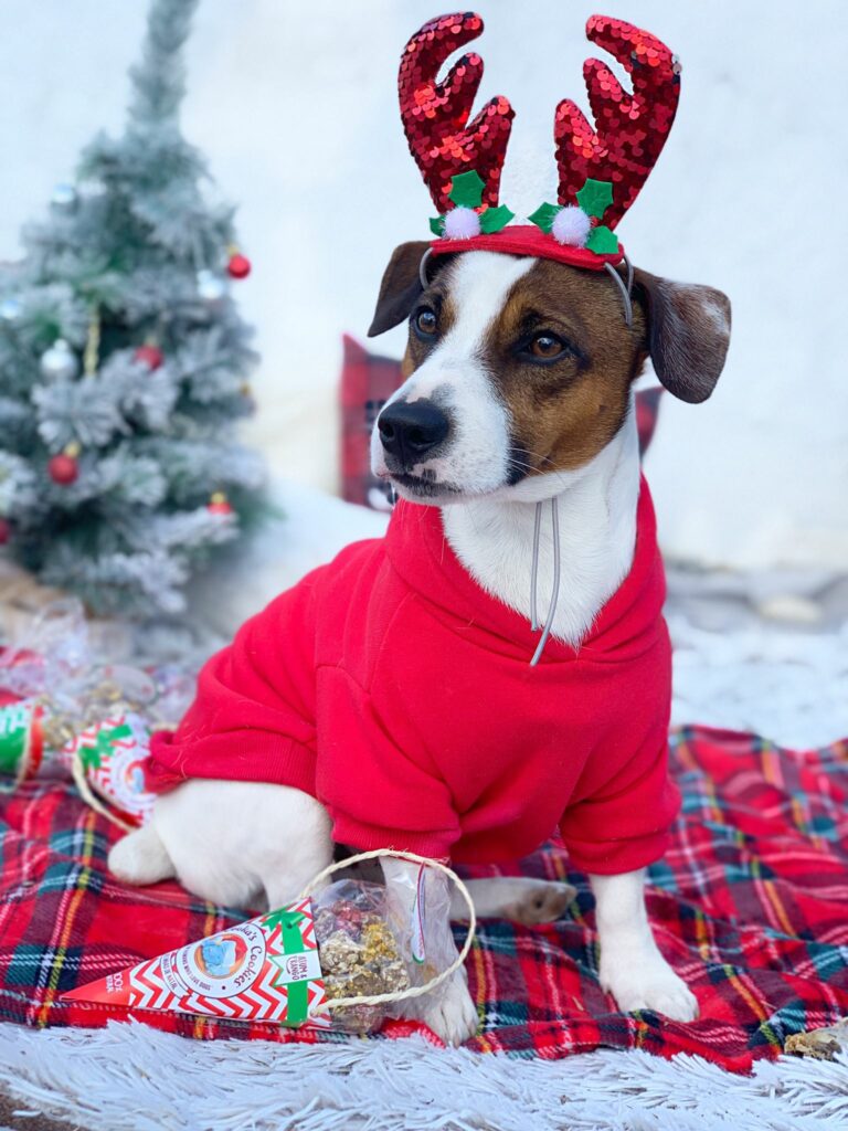 Woofmas balls (rund beijinhos)