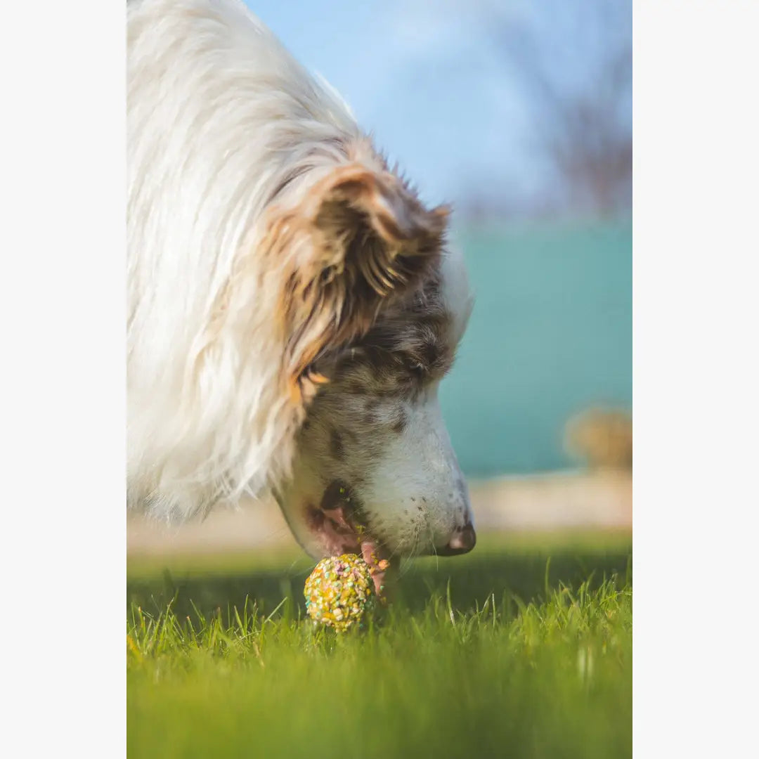 Twee Eieren in een Mandje - Paastraktaties voor Honden