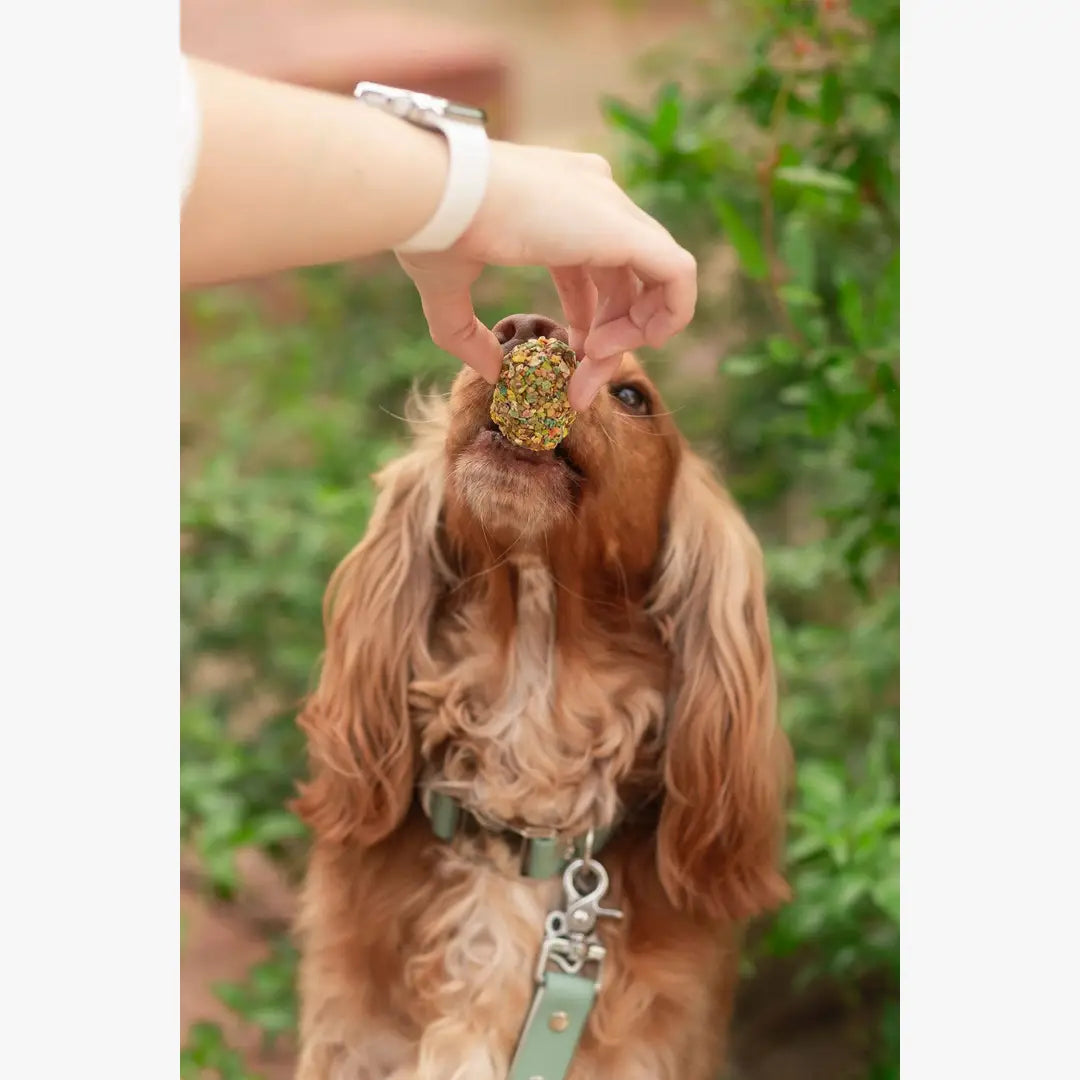 Twee Eieren in een Mandje - Paastraktaties voor Honden