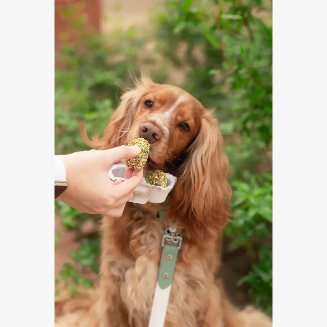 Twee Eieren in een Mandje - Paastraktaties voor Honden