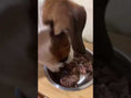 Video laden en afspelen in de galerijviewer, Real Beef (runderpaté met worteltjes en spinazie) - 400g
