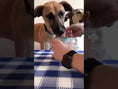 Video laden en afspelen in de galerijviewer, Real Turkey (kalkoenpaté met zoete aardappel en kokos) - 400g
